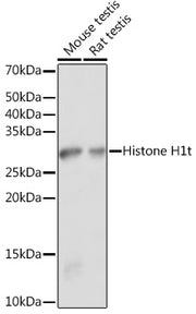 Histone H1t Rabbit pAb