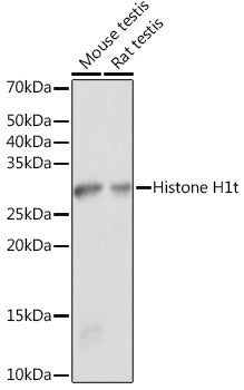 Histone H1t Rabbit pAb