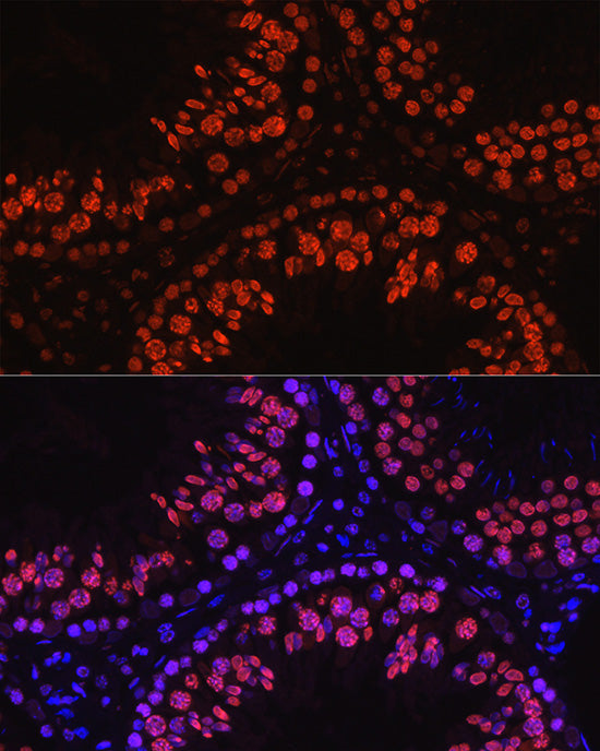 Histone H1t Rabbit pAb