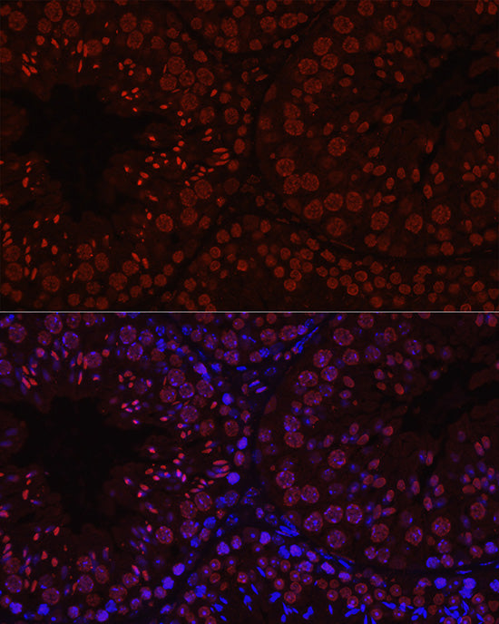 Histone H1t Rabbit pAb