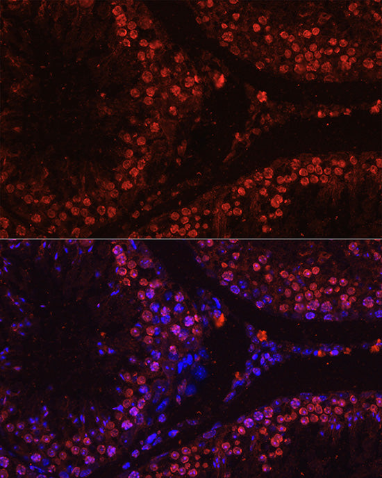 Histone H1t Rabbit pAb