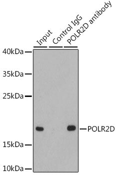 POLR2D Rabbit pAb