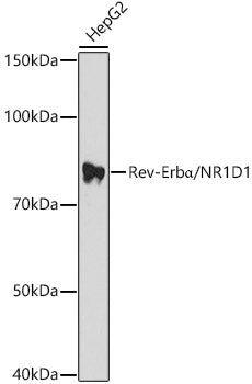 Rev-Erbα/NR1D1 Rabbit pAb