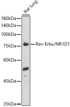 Rev-Erbα/NR1D1 Rabbit pAb