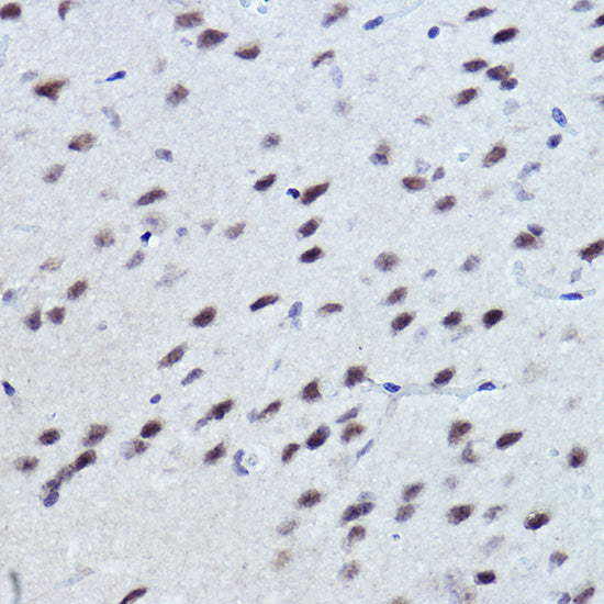 Rev-Erbα/NR1D1 Rabbit pAb