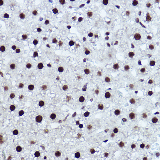 Rev-Erbα/NR1D1 Rabbit pAb