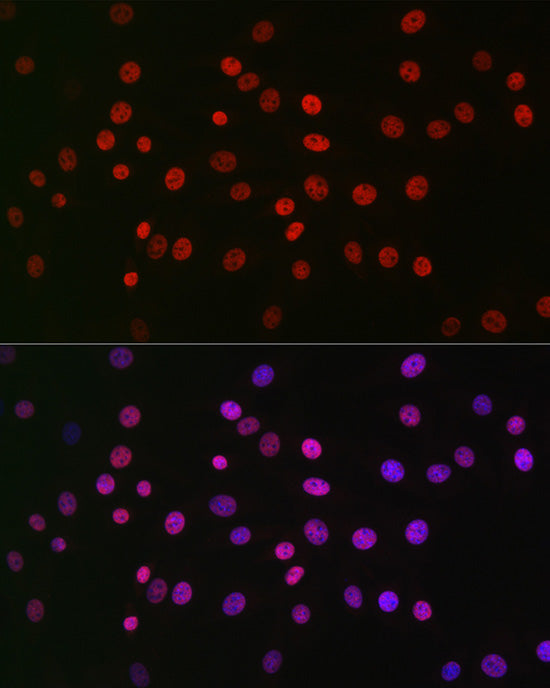 Rev-Erbα/NR1D1 Rabbit pAb