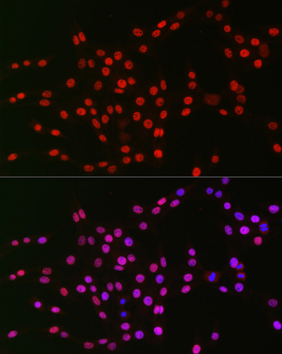 Rev-Erbα/NR1D1 Rabbit pAb