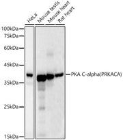 [KD Validated] PKA C-alpha (PRKACA) Mouse mAb