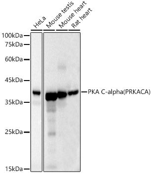 [KD Validated] PKA C-alpha (PRKACA) Mouse mAb