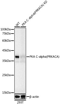 [KD Validated] PKA C-alpha (PRKACA) Mouse mAb
