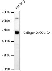 Collagen X/COL10A1 Rabbit pAb