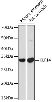 KLF14 Rabbit pAb