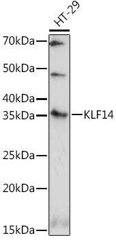 KLF14 Rabbit pAb
