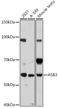 ASB3 Rabbit pAb