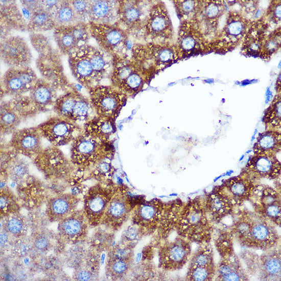 ASB3 Rabbit pAb