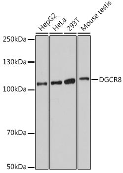DGCR8 Rabbit pAb