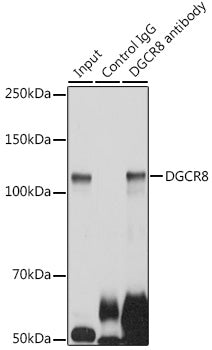 DGCR8 Rabbit pAb