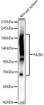 F4/80 Rabbit pAb
