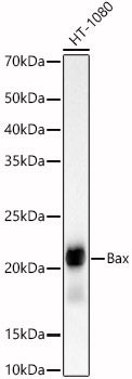 [KO Validated] Bax Rabbit mAb