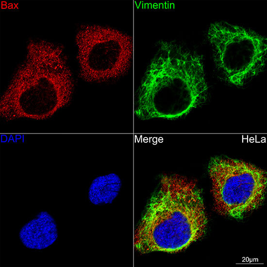 [KO Validated] Bax Rabbit mAb