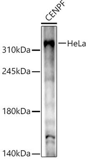 CENPF Rabbit pAb