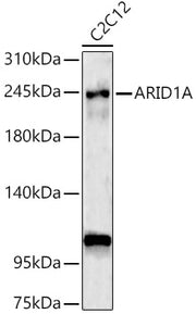 ARID1A Rabbit pAb