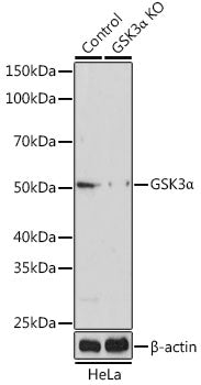 [KO Validated] GSK3α Rabbit pAb
