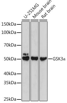 [KO Validated] GSK3α Rabbit pAb