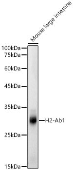 H2-Ab1 Rabbit pAb