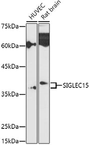 Siglec-15 Rabbit pAb