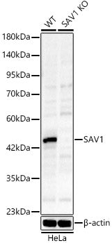 [KO Validated] SAV1 Rabbit pAb