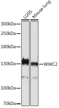 WWC2 Rabbit pAb