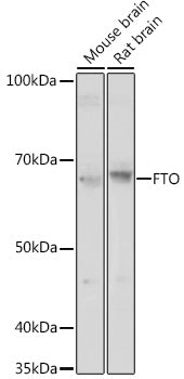 FTO Rabbit pAb