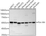 Pan-Akt Rabbit mAb