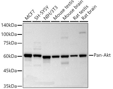 Pan-Akt Rabbit mAb