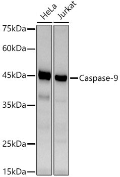 [KO Validated] Caspase-9 Rabbit mAb