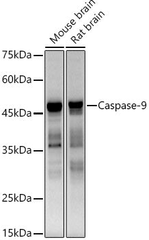 [KO Validated] Caspase-9 Rabbit mAb