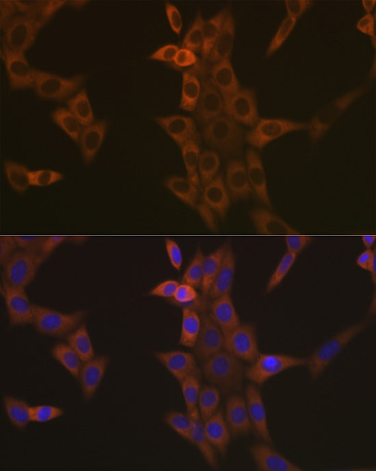 [KO Validated] Caspase-9 Rabbit mAb