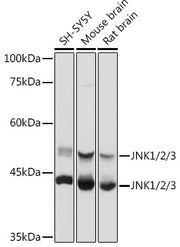 JNK1/2/3 Rabbit pAb