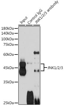 JNK1/2/3 Rabbit pAb