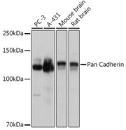 Pan Cadherin Rabbit pAb
