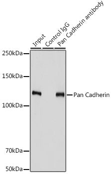 Pan Cadherin Rabbit pAb