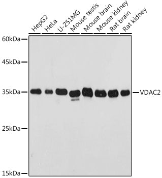 VDAC2 Rabbit pAb