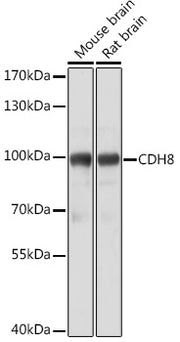 CDH8 Rabbit pAb