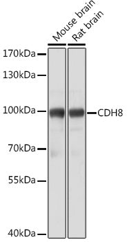 CDH8 Rabbit pAb