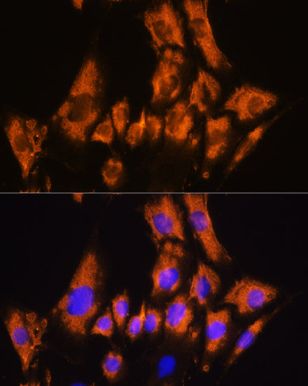 CDH8 Rabbit pAb