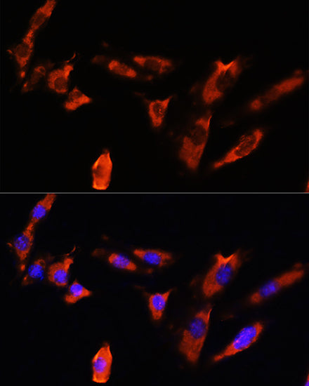 CDH8 Rabbit pAb