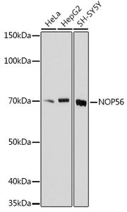 NOP56 Rabbit pAb
