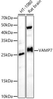 VAMP7 Rabbit pAb